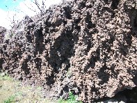 iara Scorciavacca-20110306 049
